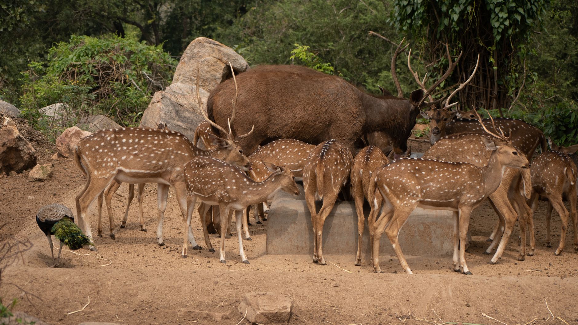 Wild animals in nature showing wildlife diversity including mammals and birds