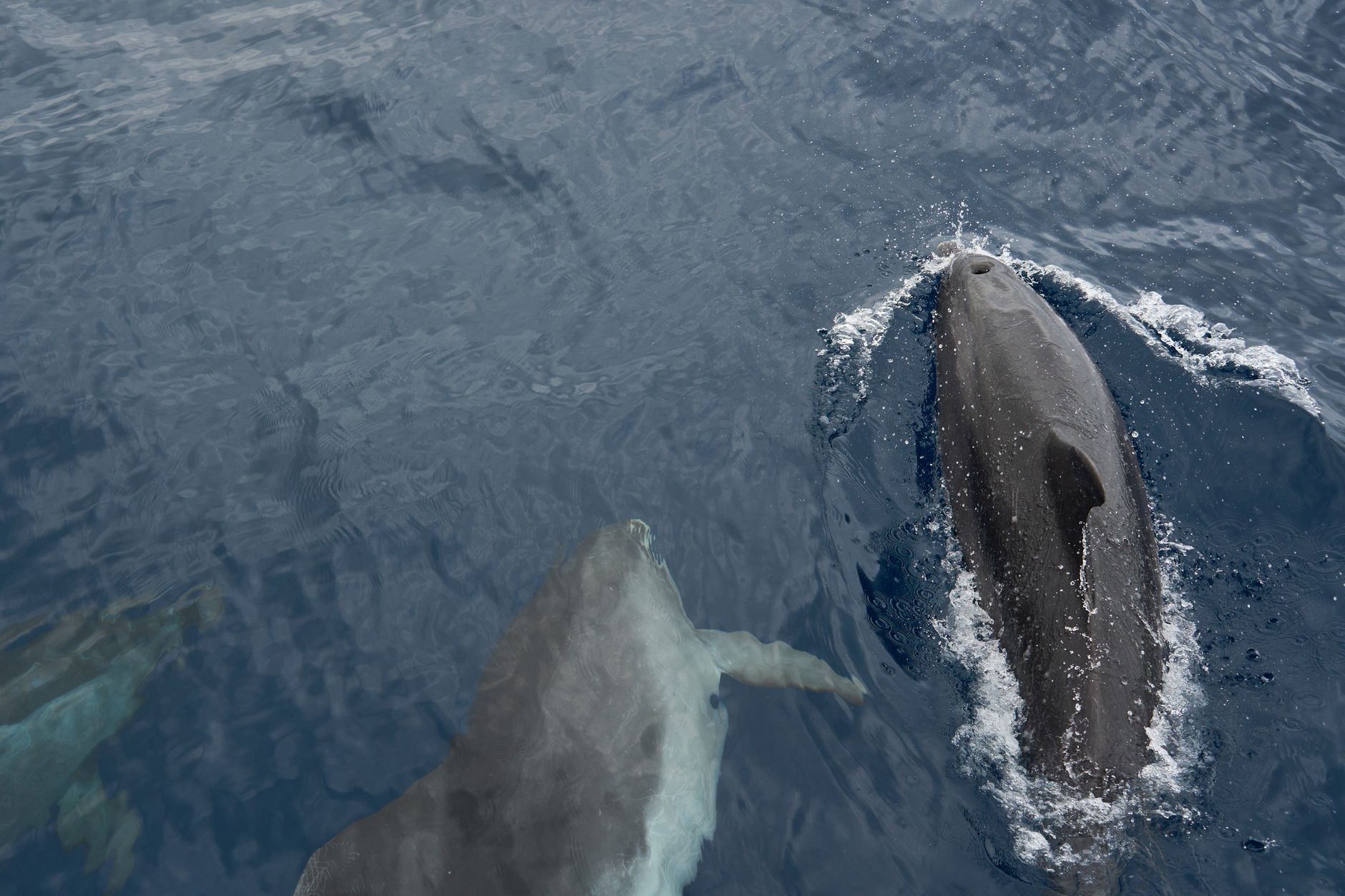 Ocean marine life including fish, coral reefs and sea creatures