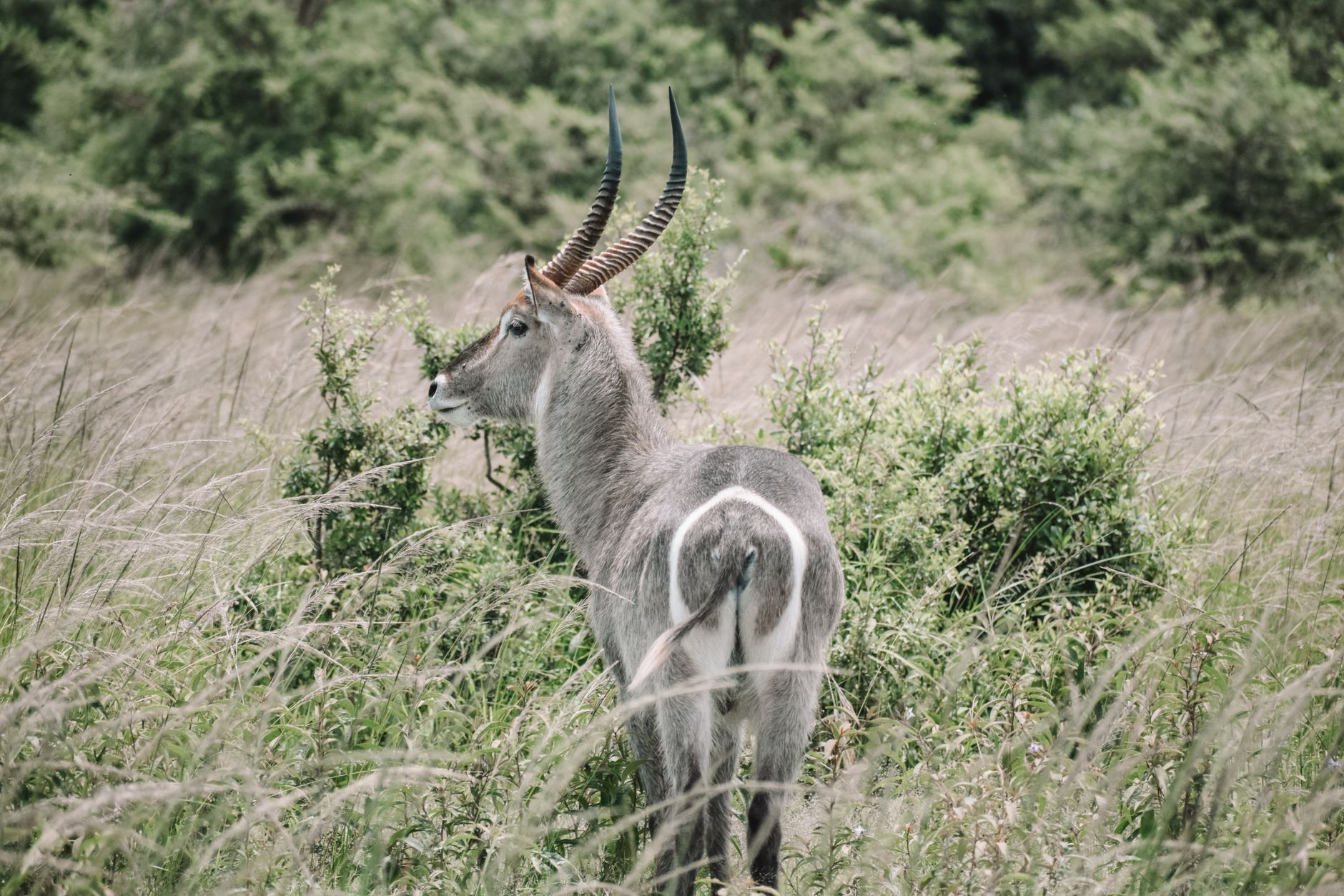 Wildlife roaming a savanna national park at sunset