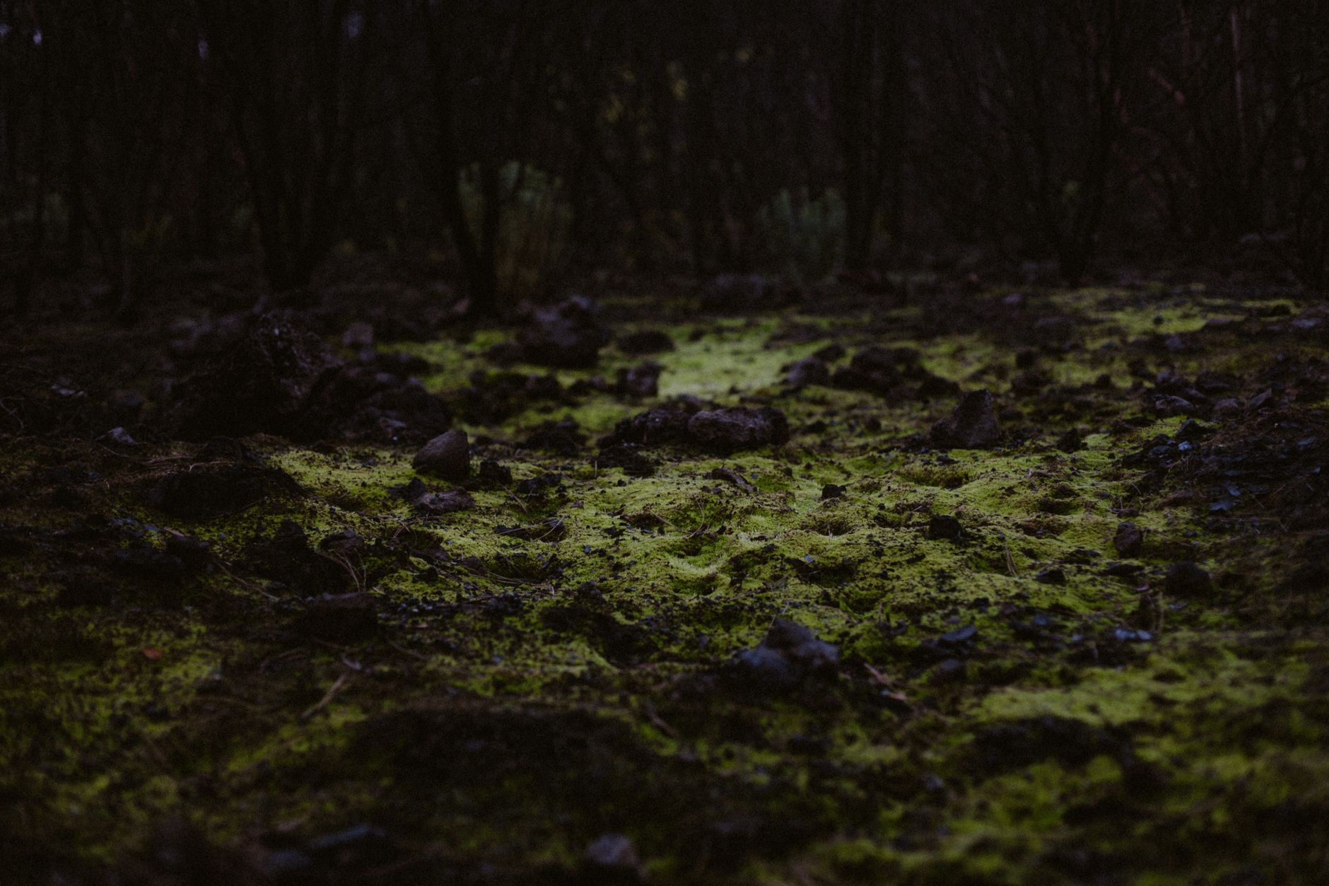 Lush green forest representing grounded Earth personality type