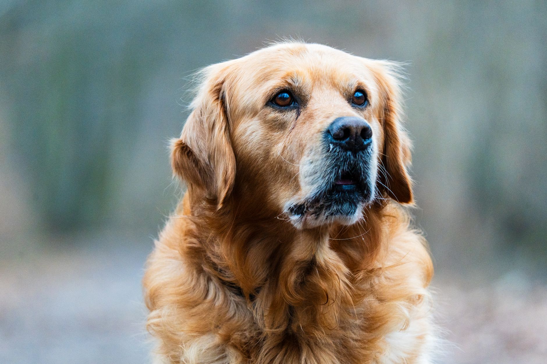 Golden Retriever dog portrait outdoors
