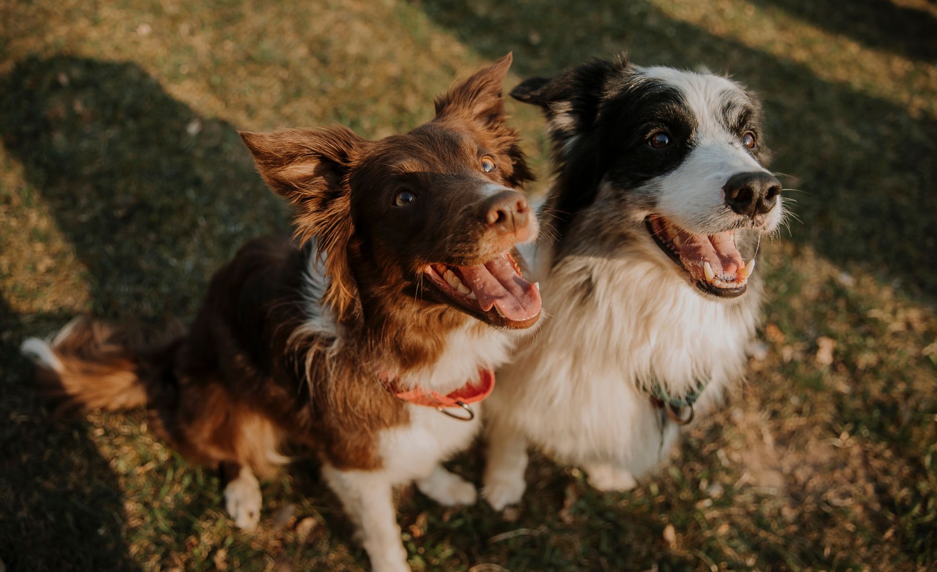 Border Collie dog breed in a field