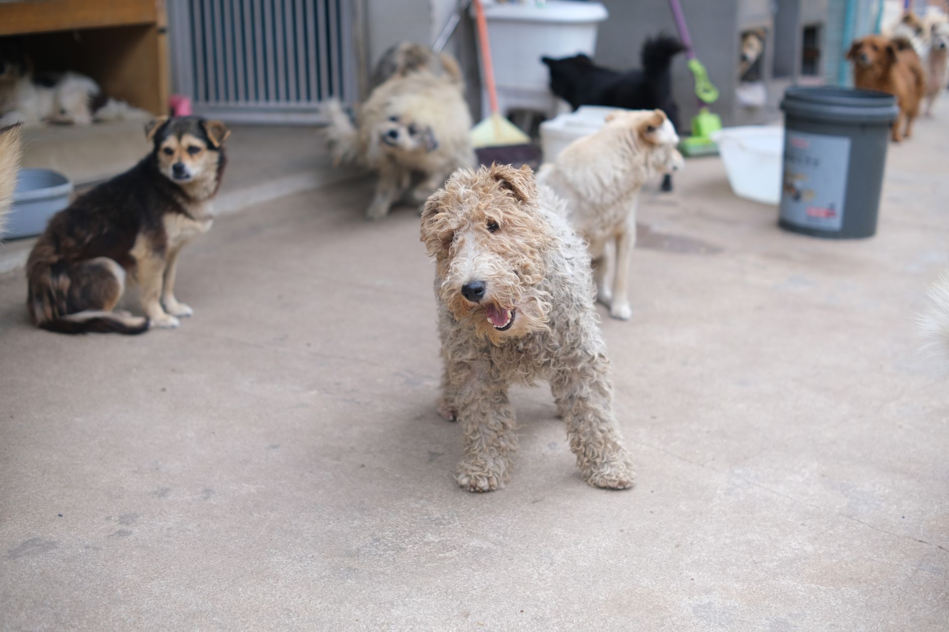 Group of different dog breeds together outdoors