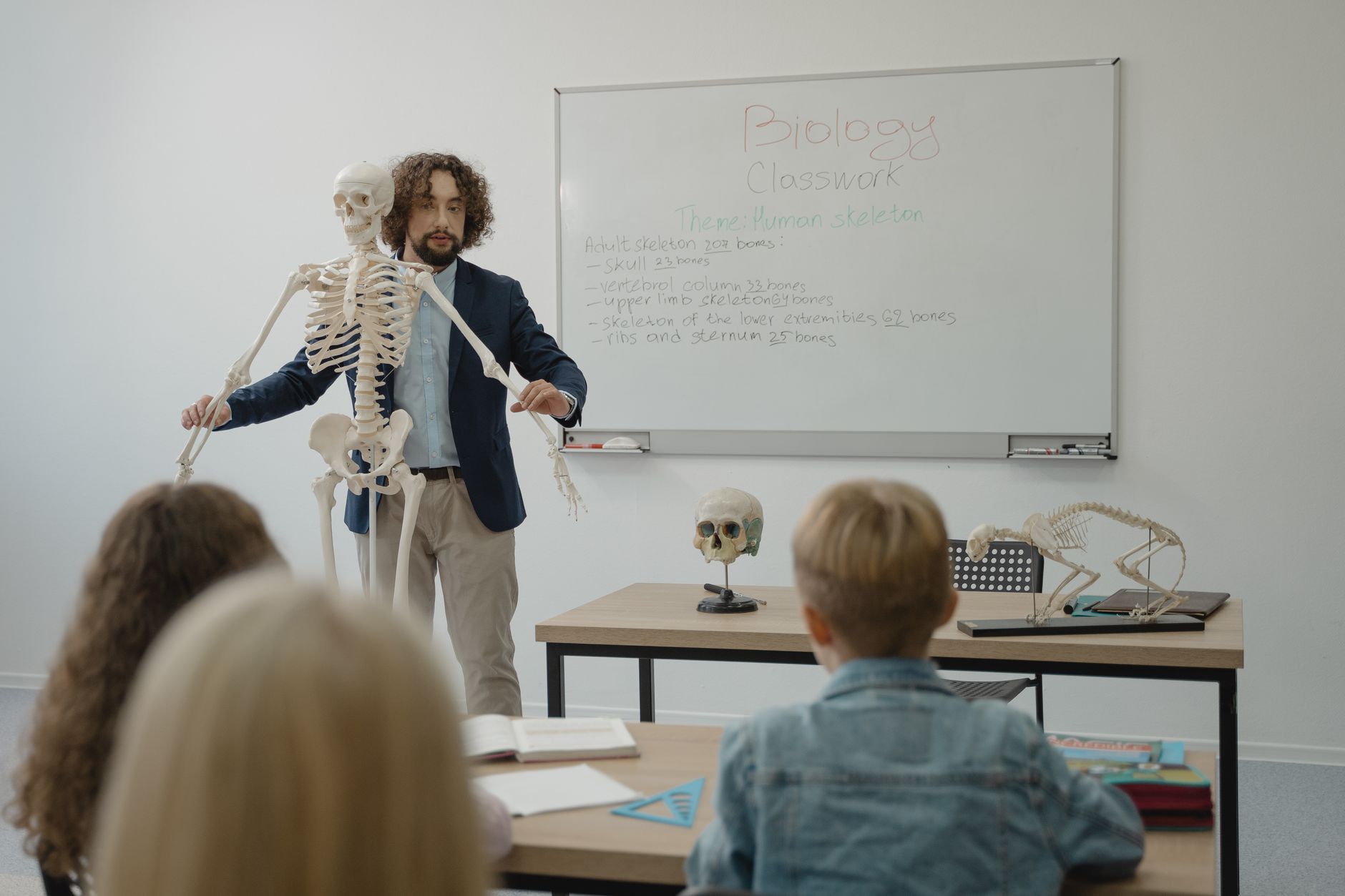 Human body anatomy illustration showing skeletal and organ systems