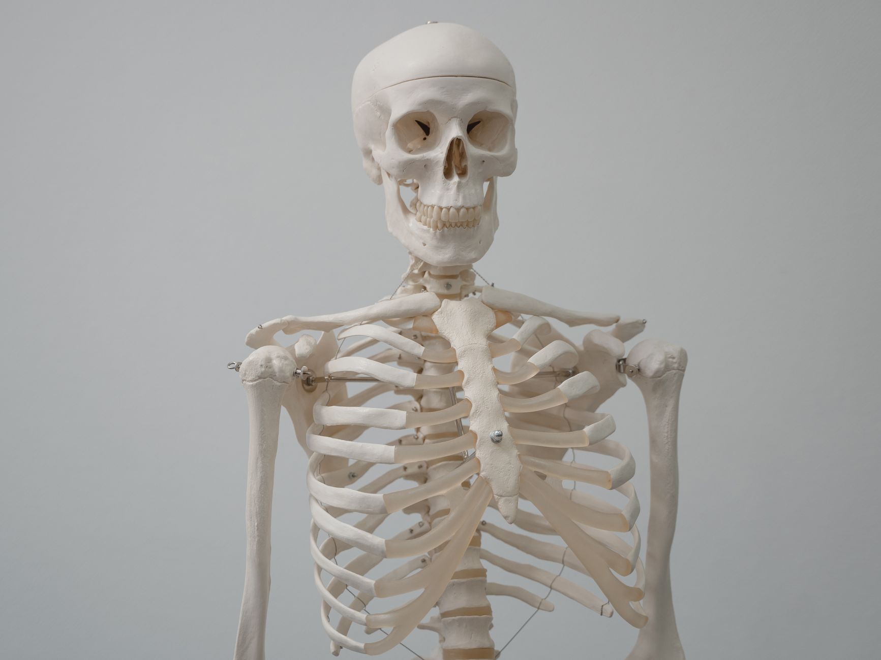 Human skeleton anatomy showing bone structure
