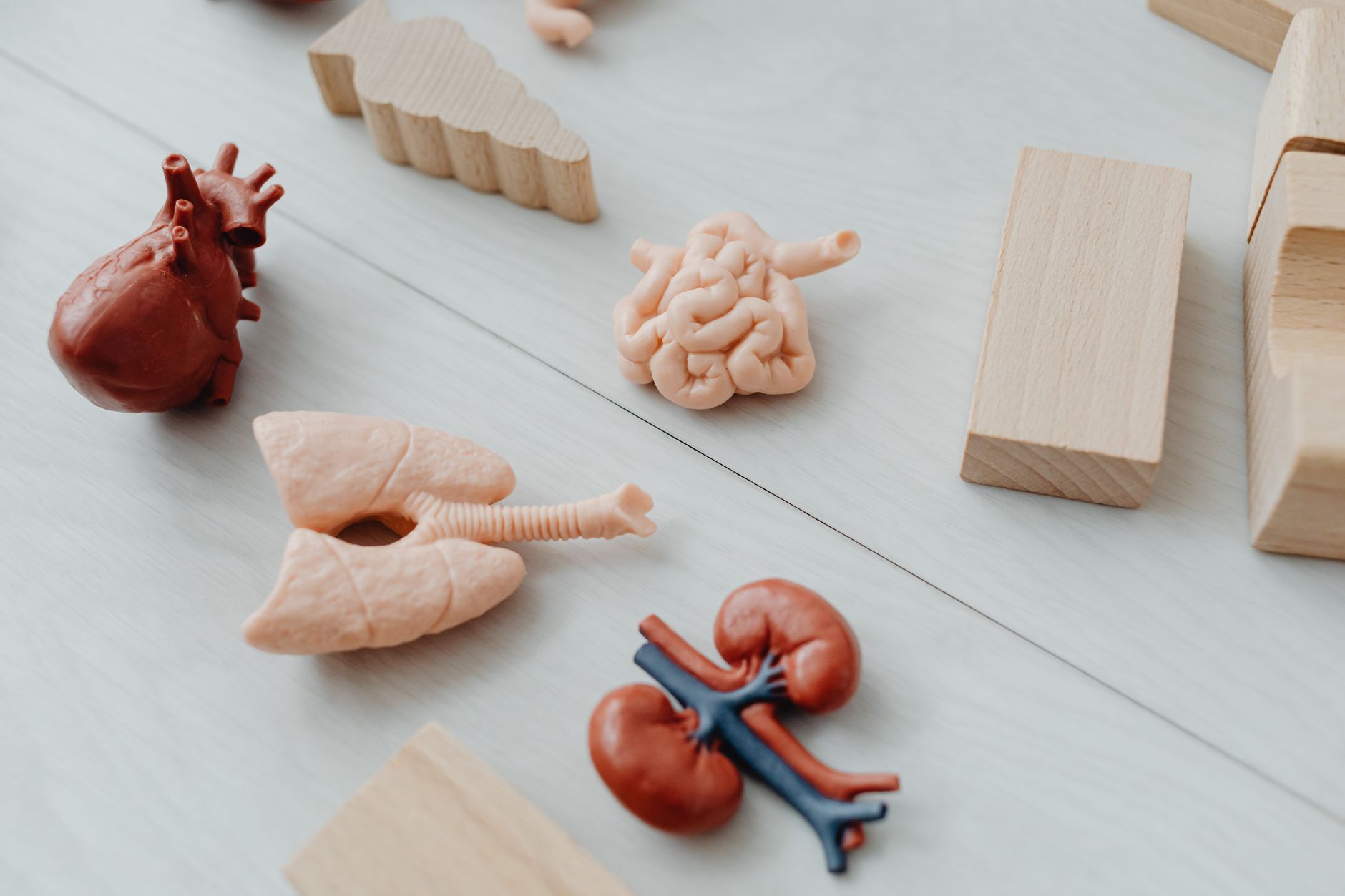Human heart organ medical diagram