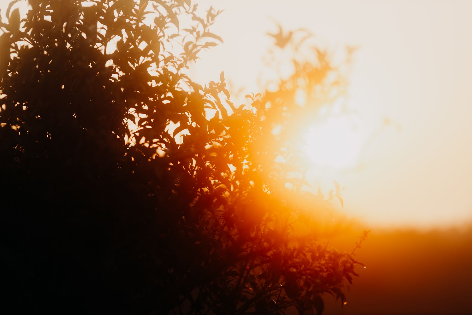 Gold theme photo 2