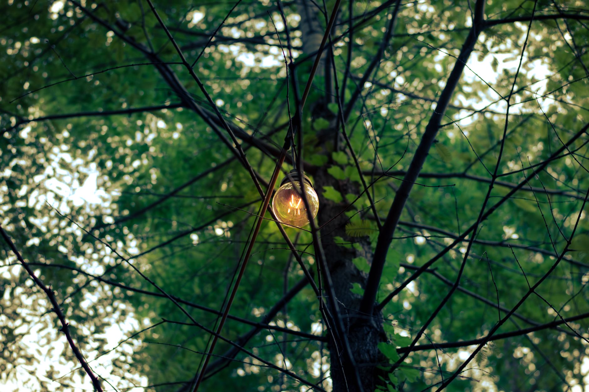 Green theme photo 2
