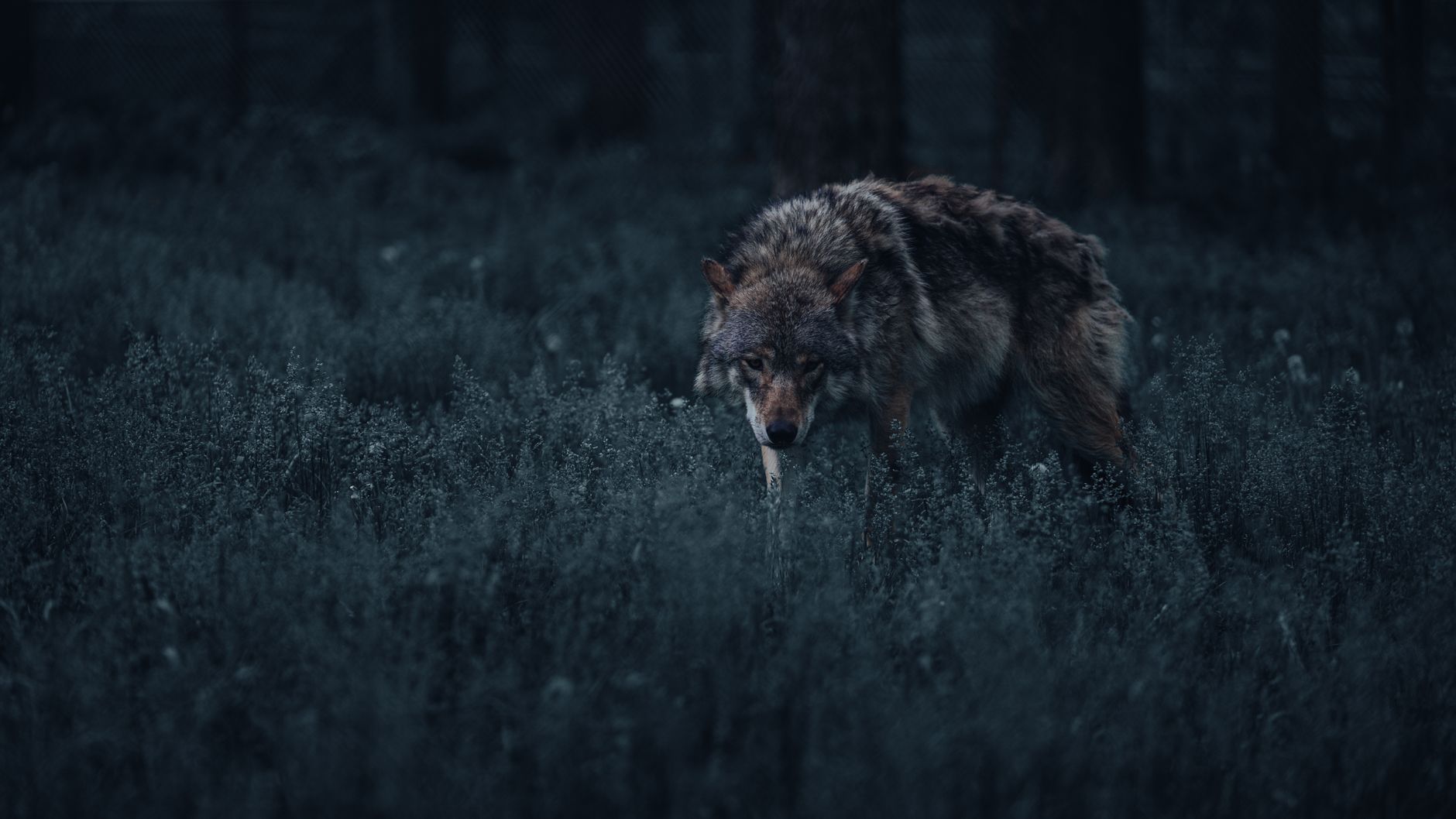 Wolf in a misty forest — lone wolf spirit animal personality