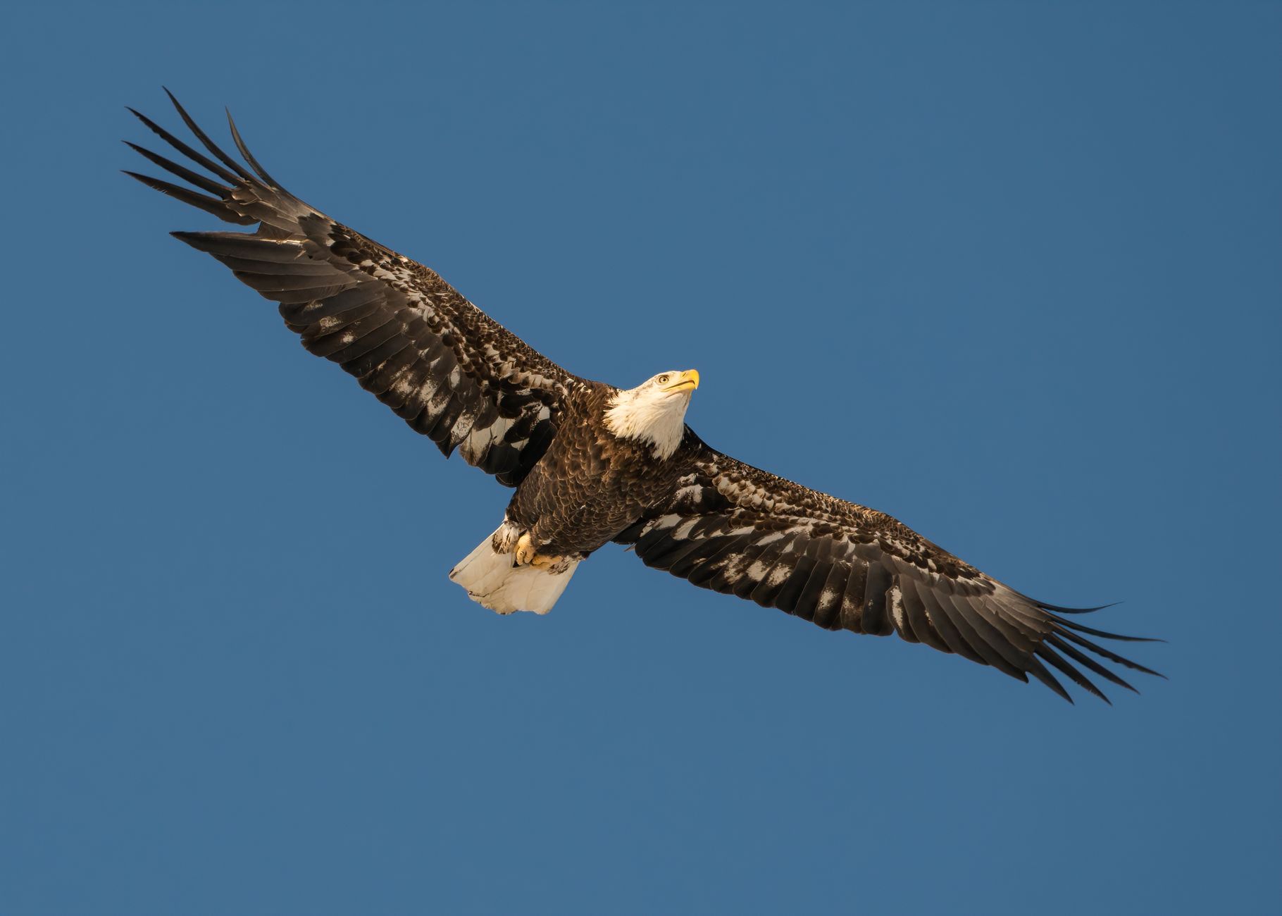 Eagle soaring high above the sky — freedom and vision spirit animal