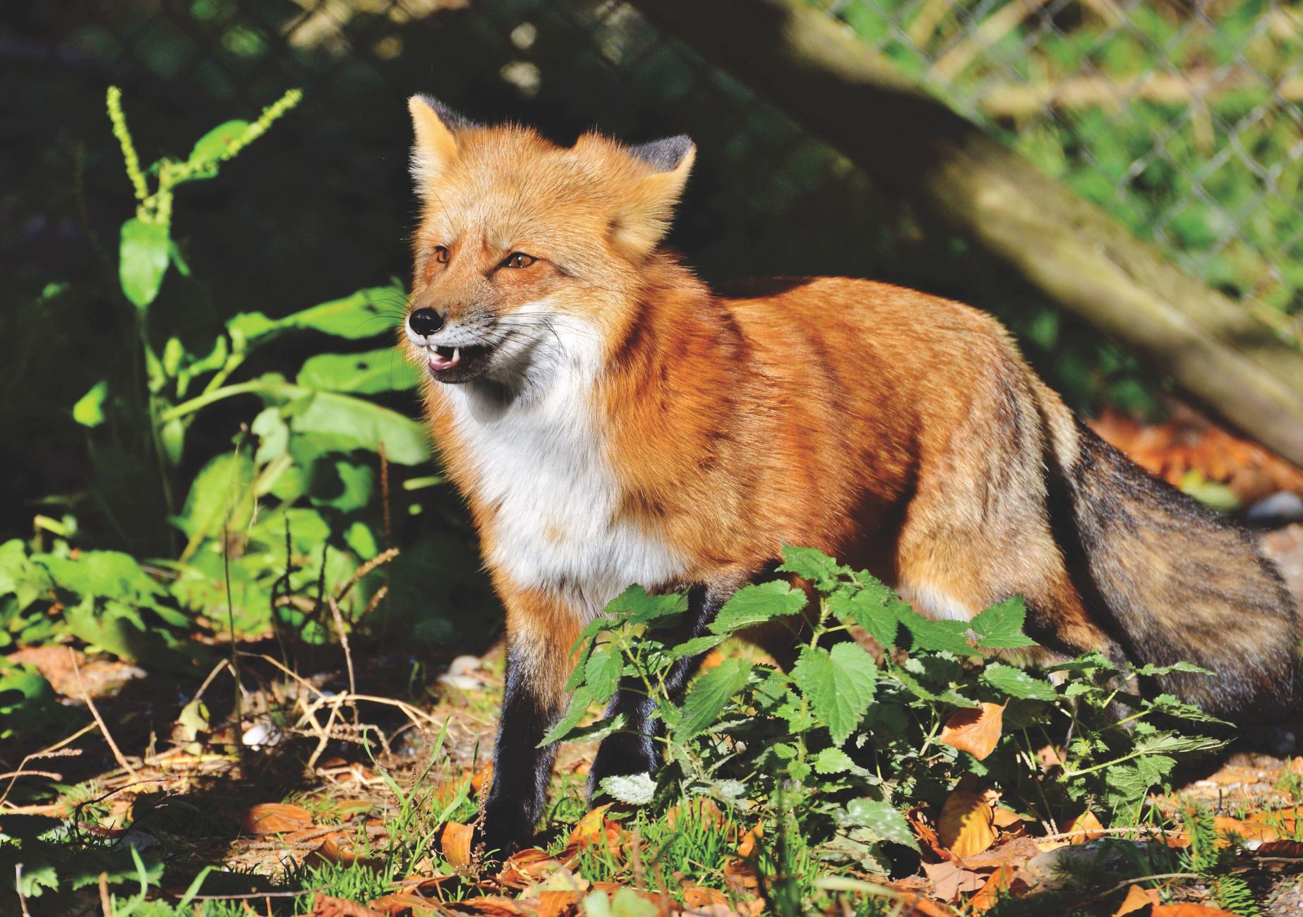 Fox in autumn forest — cunning and clever spirit animal