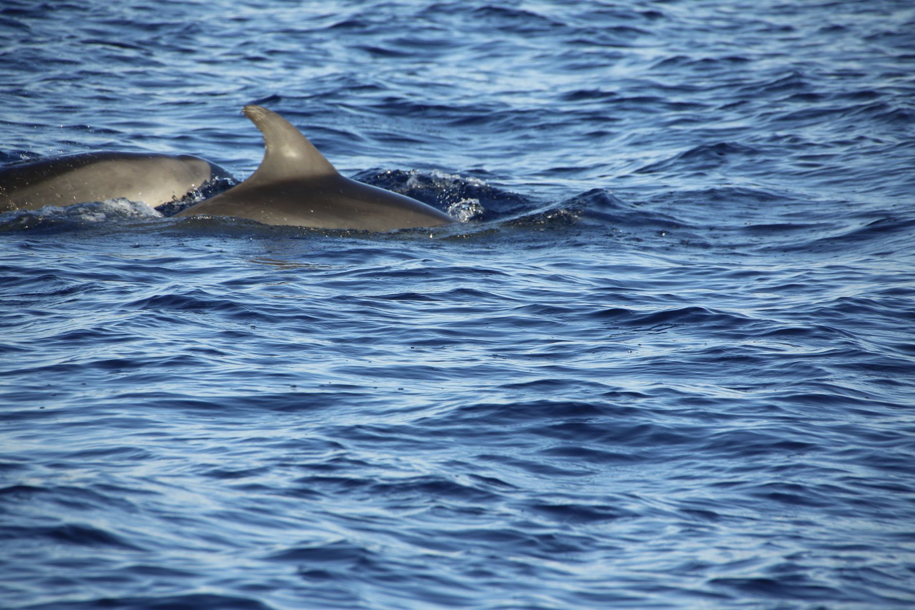 Dolphin theme photo 2