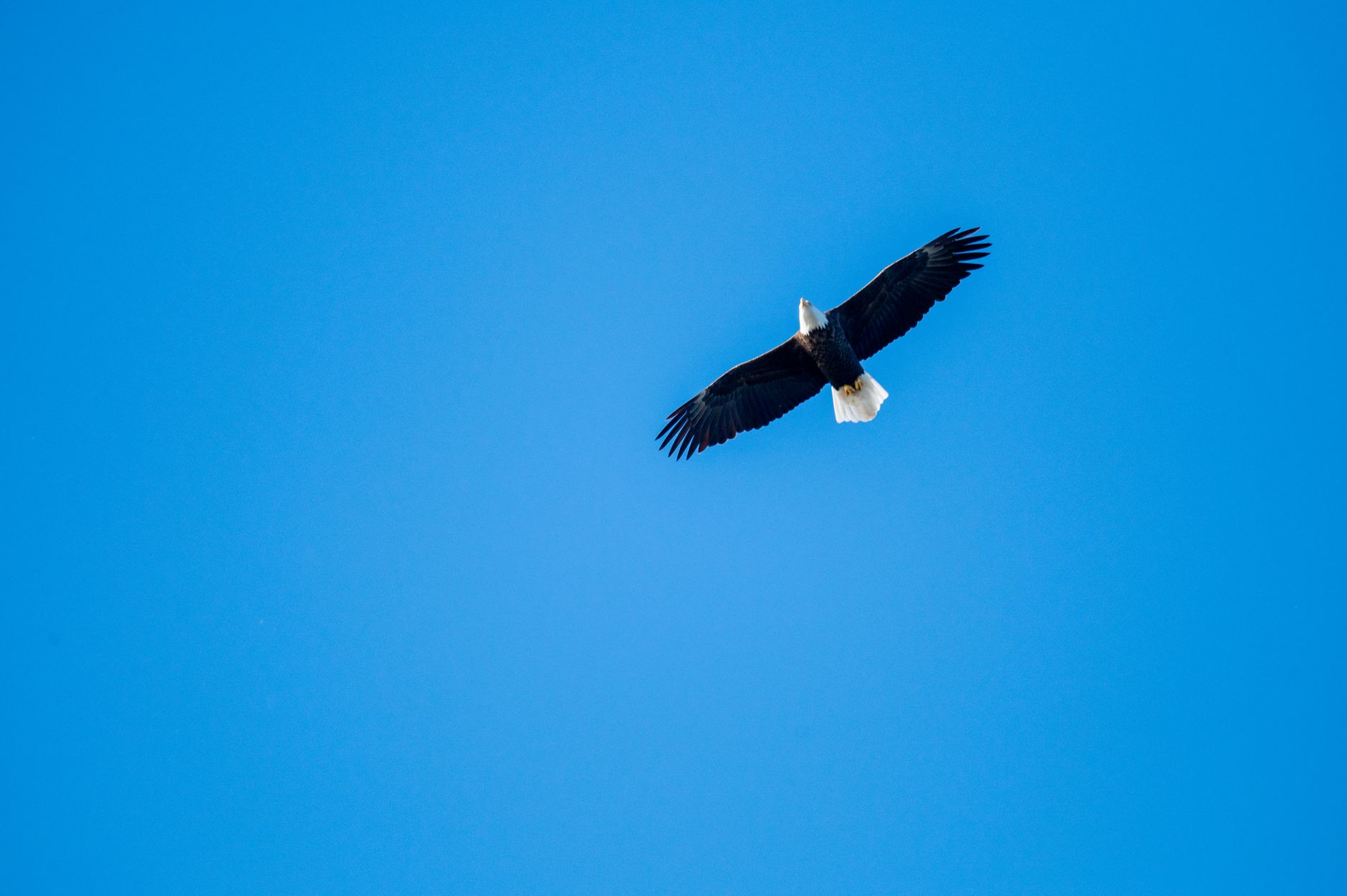 Eagle theme photo 2