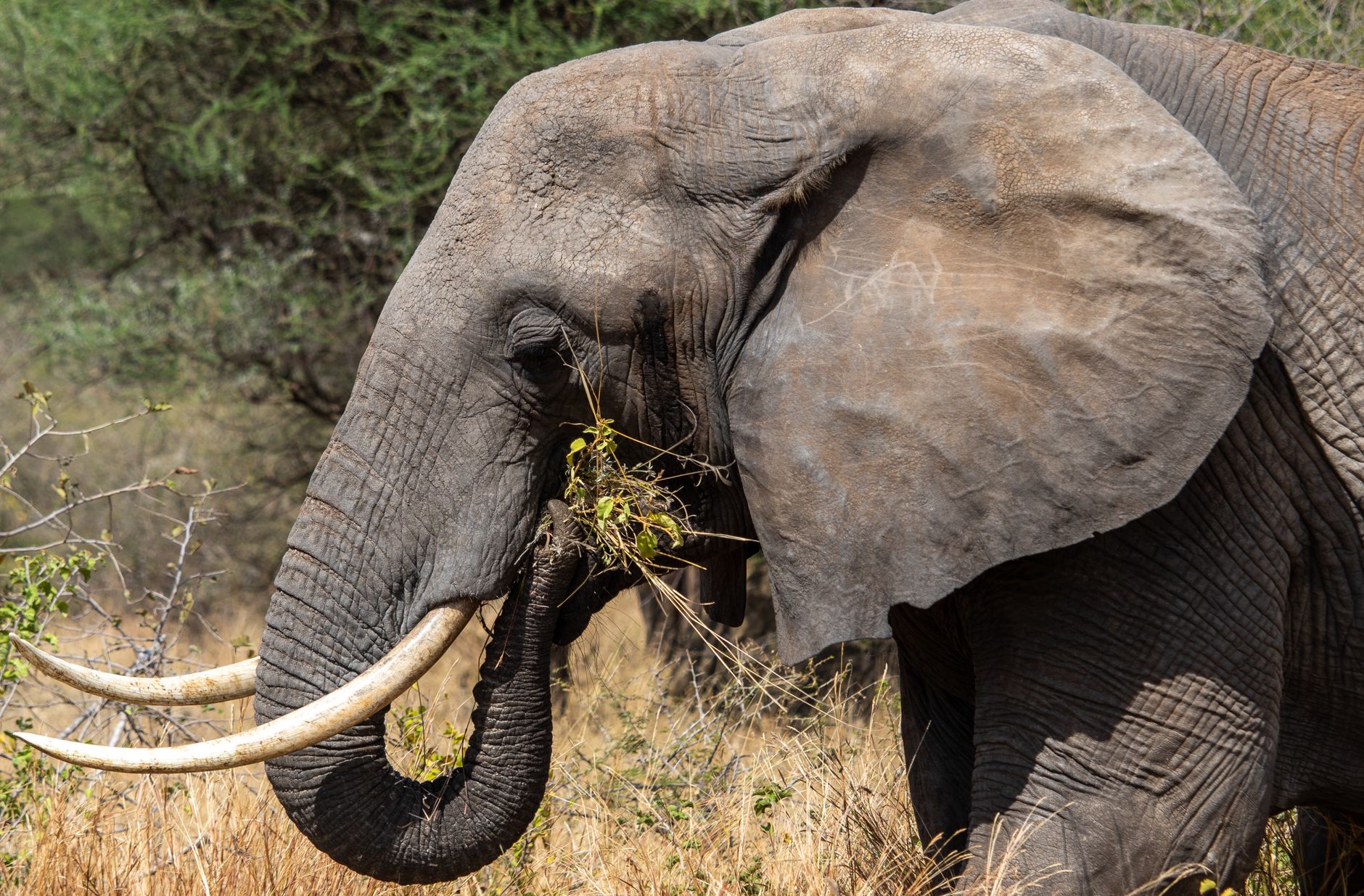 Elephant theme photo 2