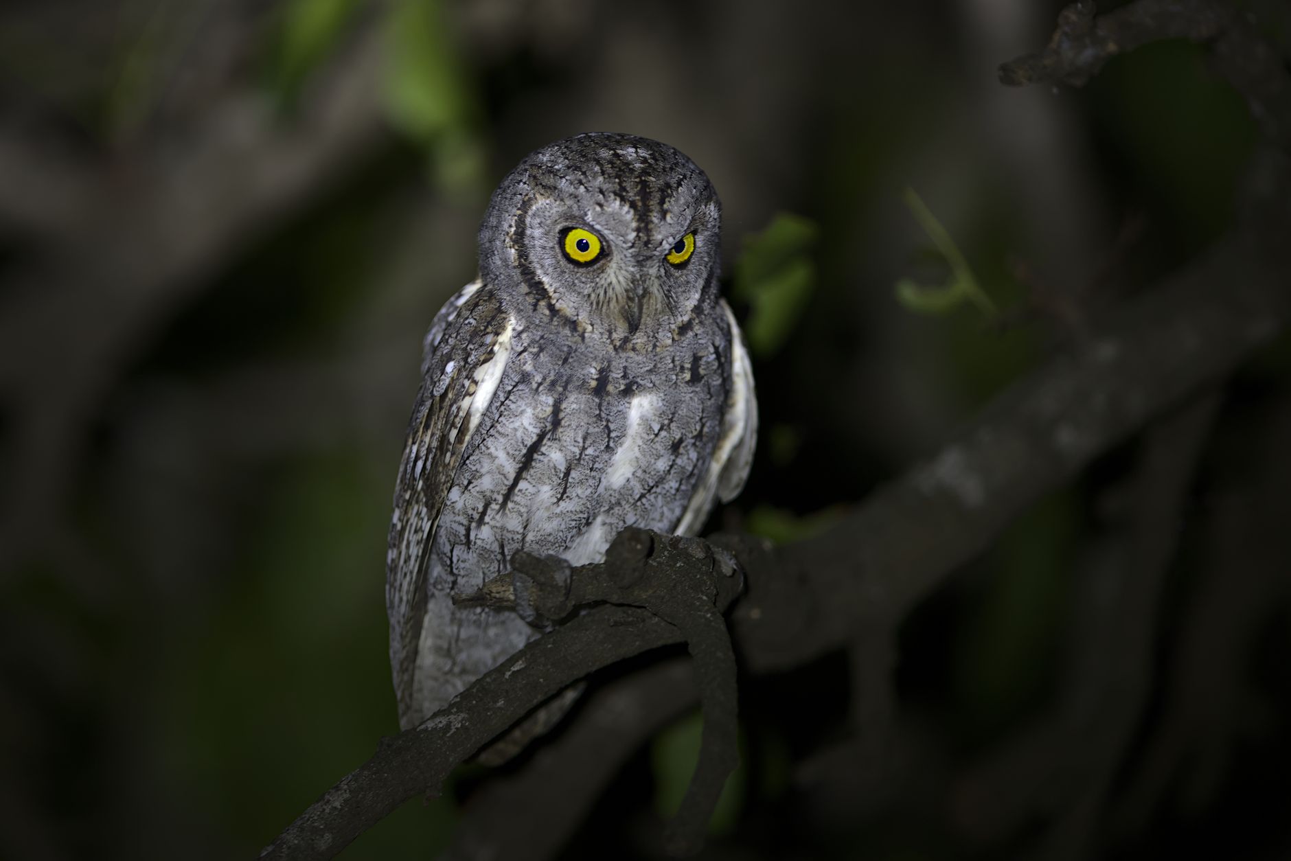 Owl theme photo 2