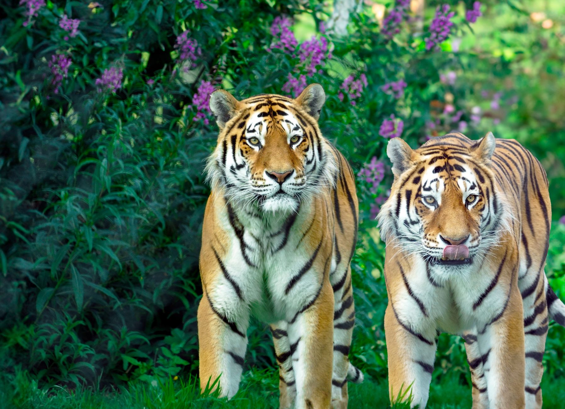 Tiger theme photo 2