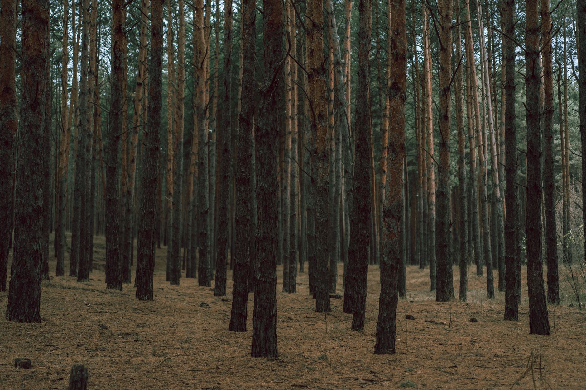 Sunlight through forest trees, symbolizing the grounded, nurturing nature of the Earth personality type