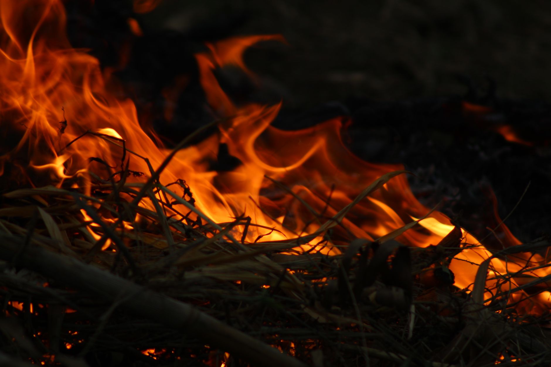 Close-up of wildfire flames, symbolizing the bold intensity of the Fire personality type