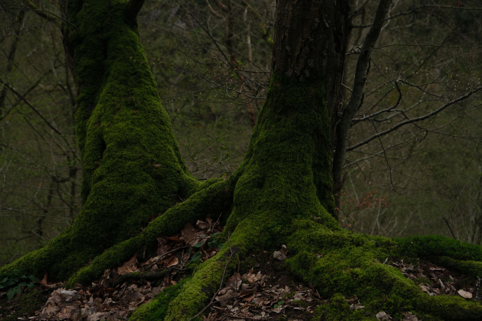 Slytherin theme photo 2