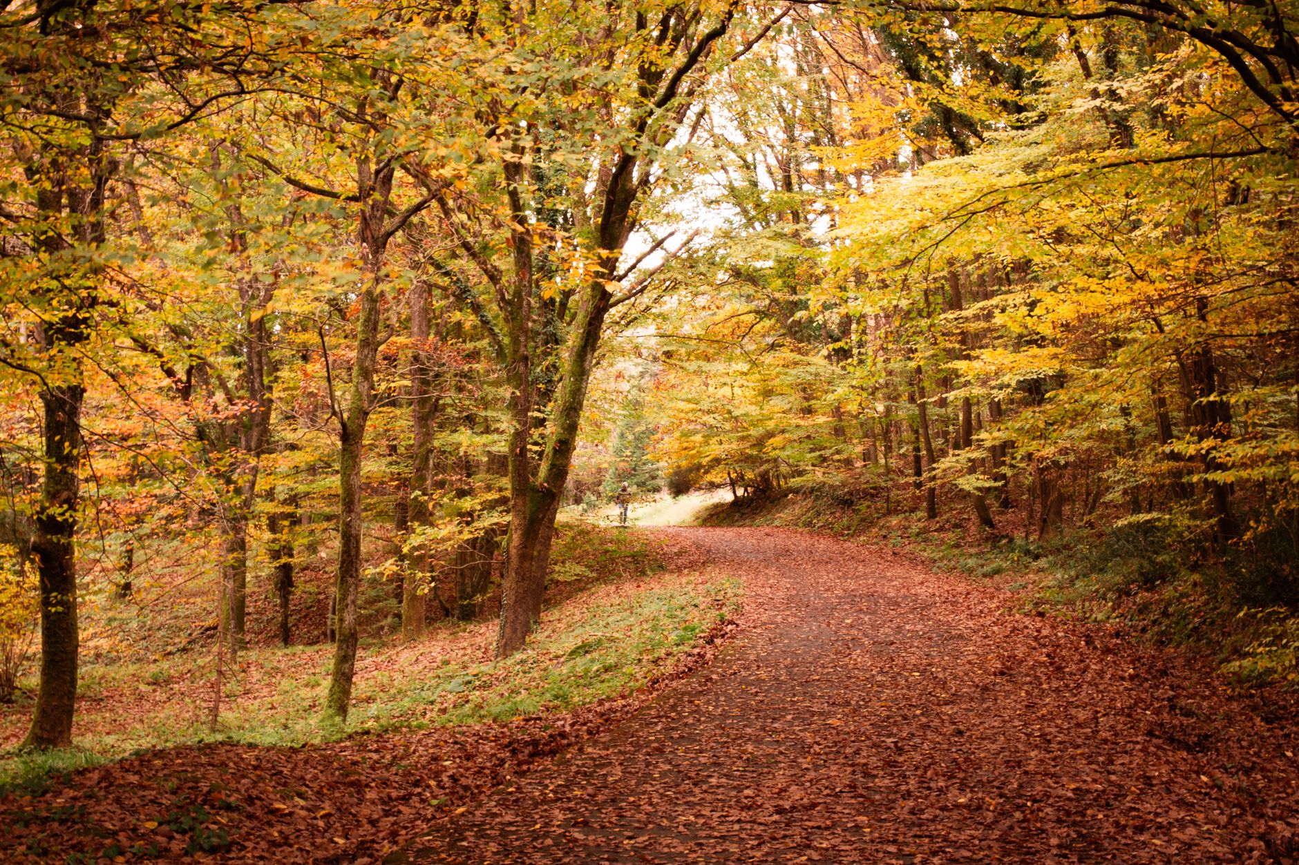 A quiet autumn forest path covered in fallen leaves, representing the fall personality type