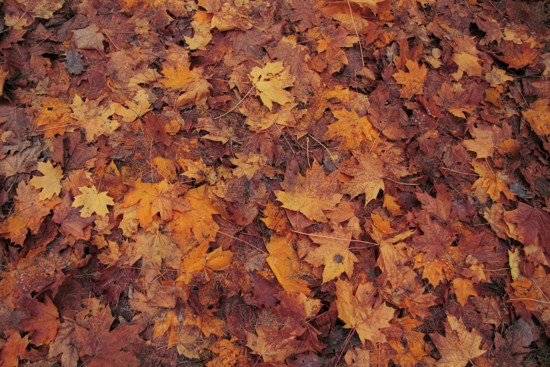 Fall result — Which Season Are You?