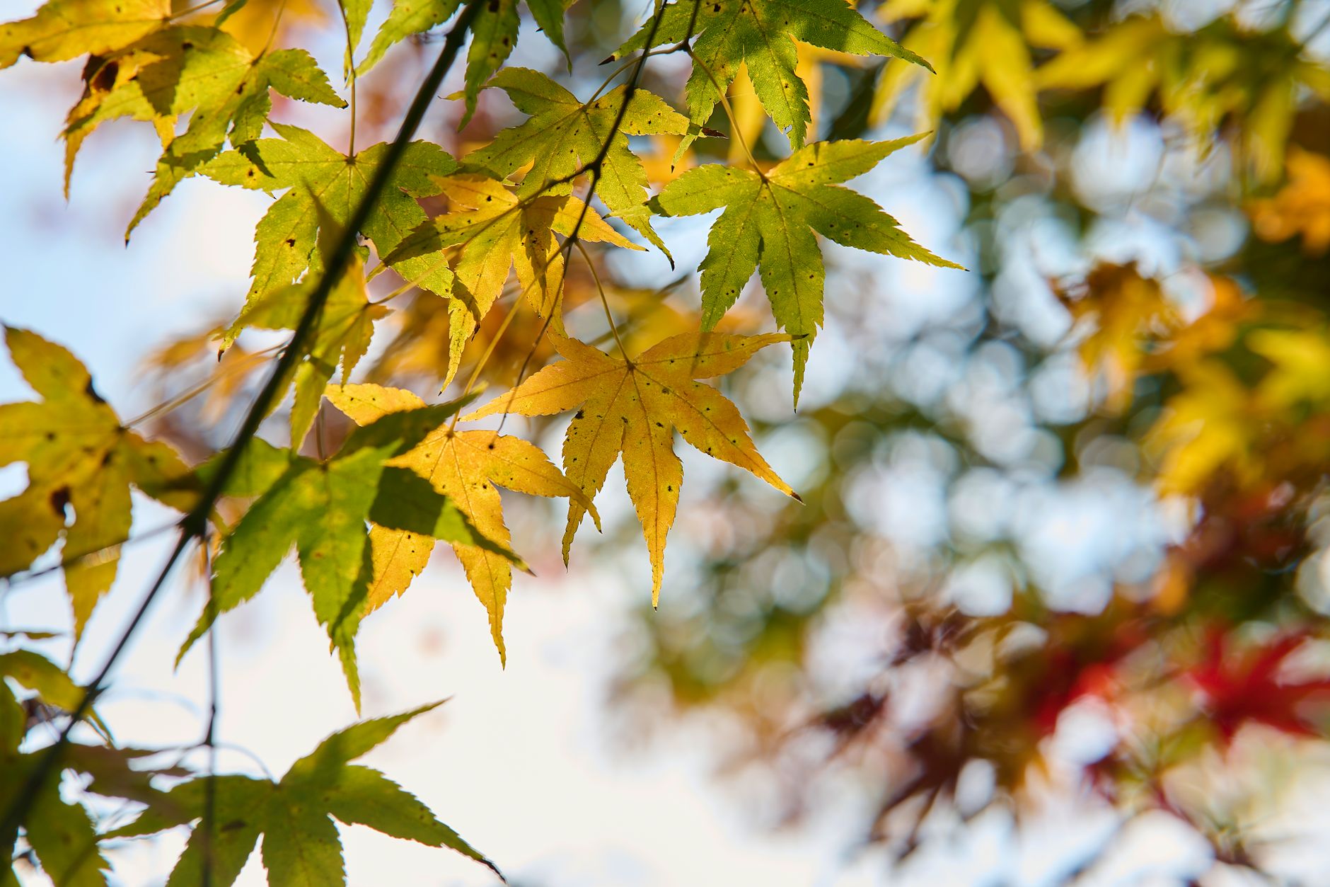 Fall theme photo 2