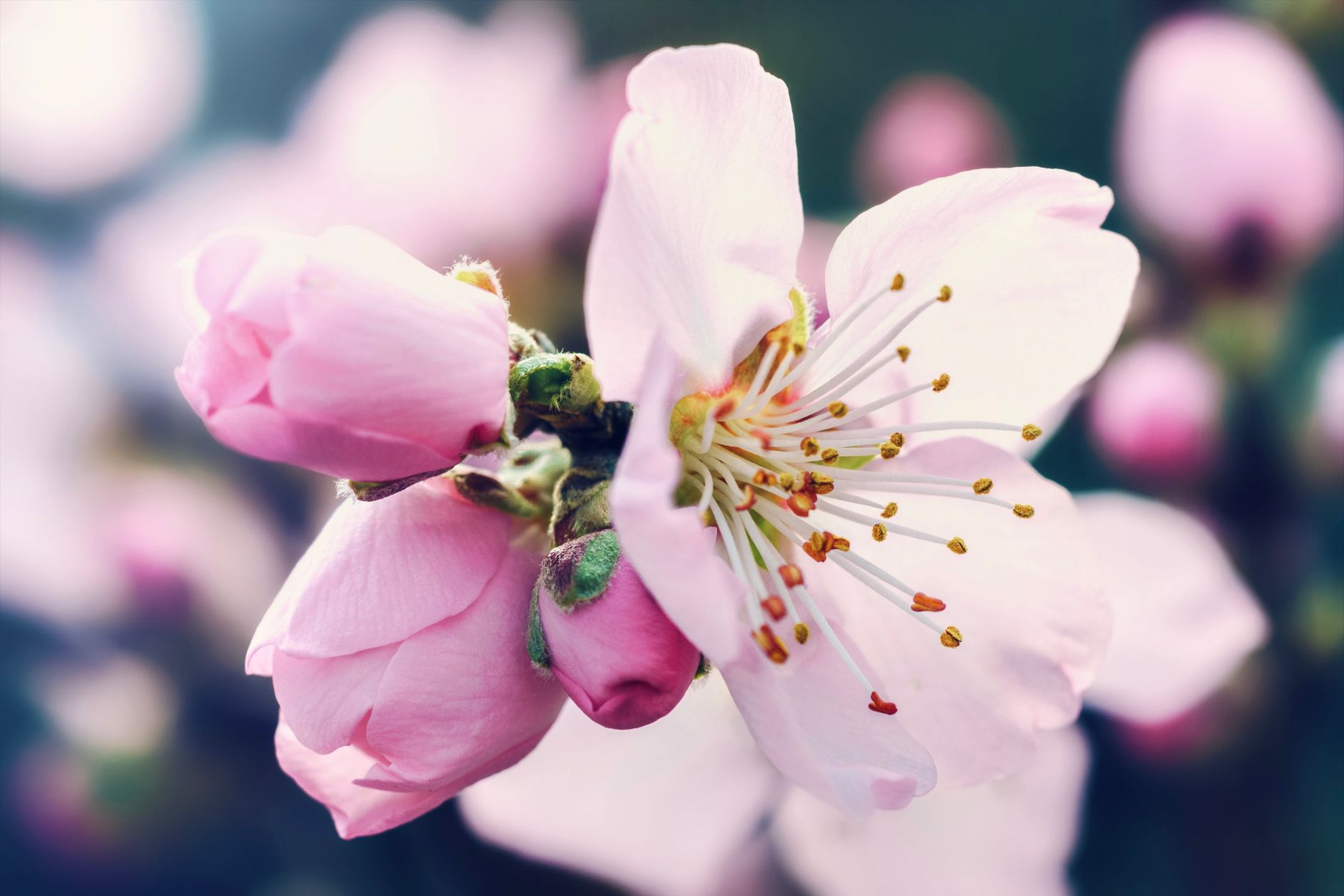 Spring theme photo 2