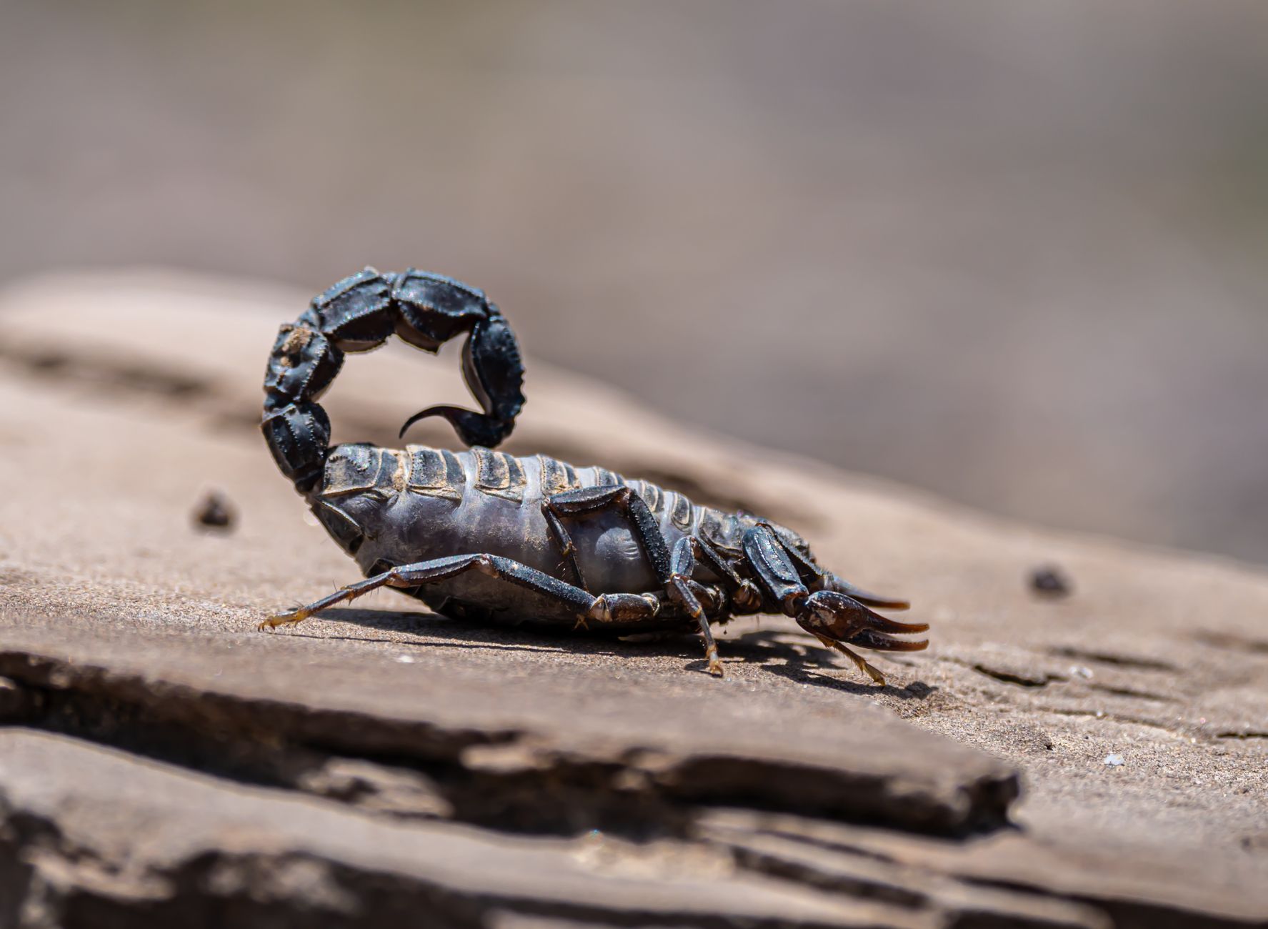 Scorpio desert intensity